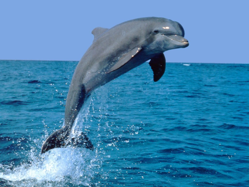Dauphins - 015